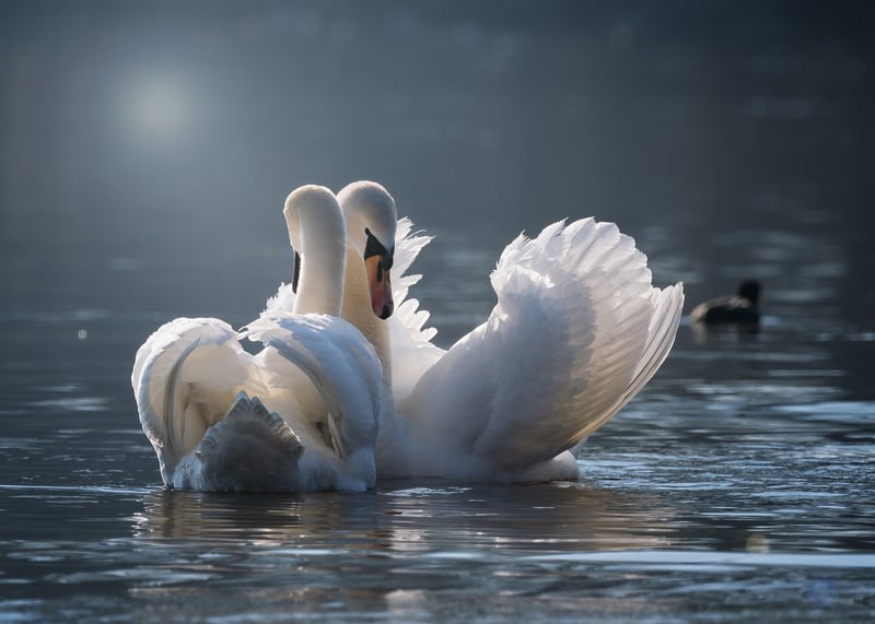 Love Birds